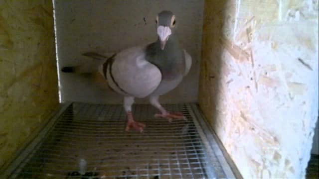 Jak zrobić półki dla gołębi, które zapewnią im komfort i bezpieczeństwo