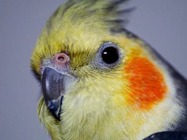 Papuga nimfa ile żyje w niewoli? Poznaj sekrety długowieczności Papuga nimfa ile żyje w niewoli? Poznaj sekrety długowieczności