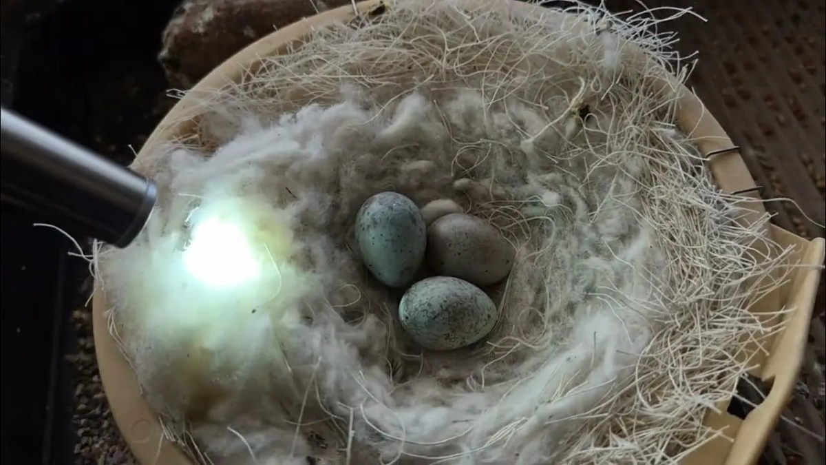 Ile kanarek siedzi na jajkach? Poznaj ważne informacje o inkubacji