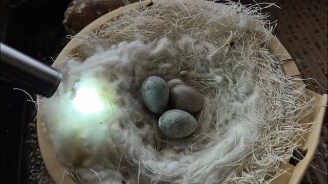 Ile kanarek siedzi na jajkach? Poznaj ważne informacje o inkubacji Ile kanarek siedzi na jajkach? Poznaj ważne informacje o inkubacji