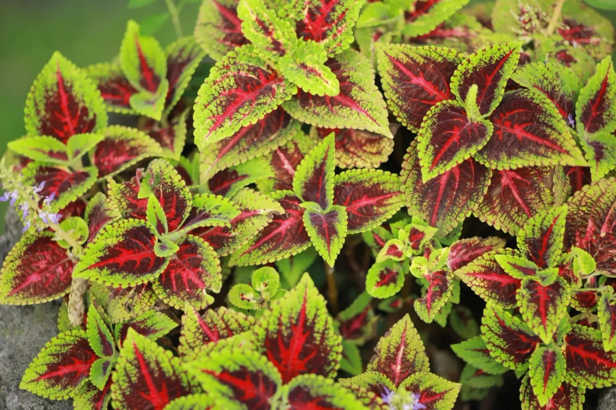 Kwiaty jak papugi: odkryj najpiękniejsze rośliny o kolorowych kwiatach