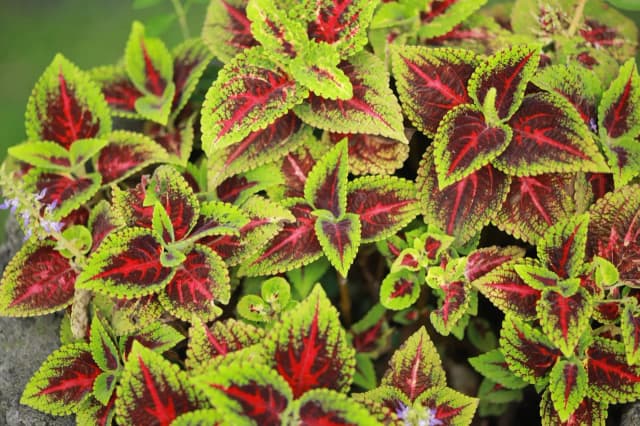 Kwiaty jak papugi: odkryj najpiękniejsze rośliny o kolorowych kwiatach