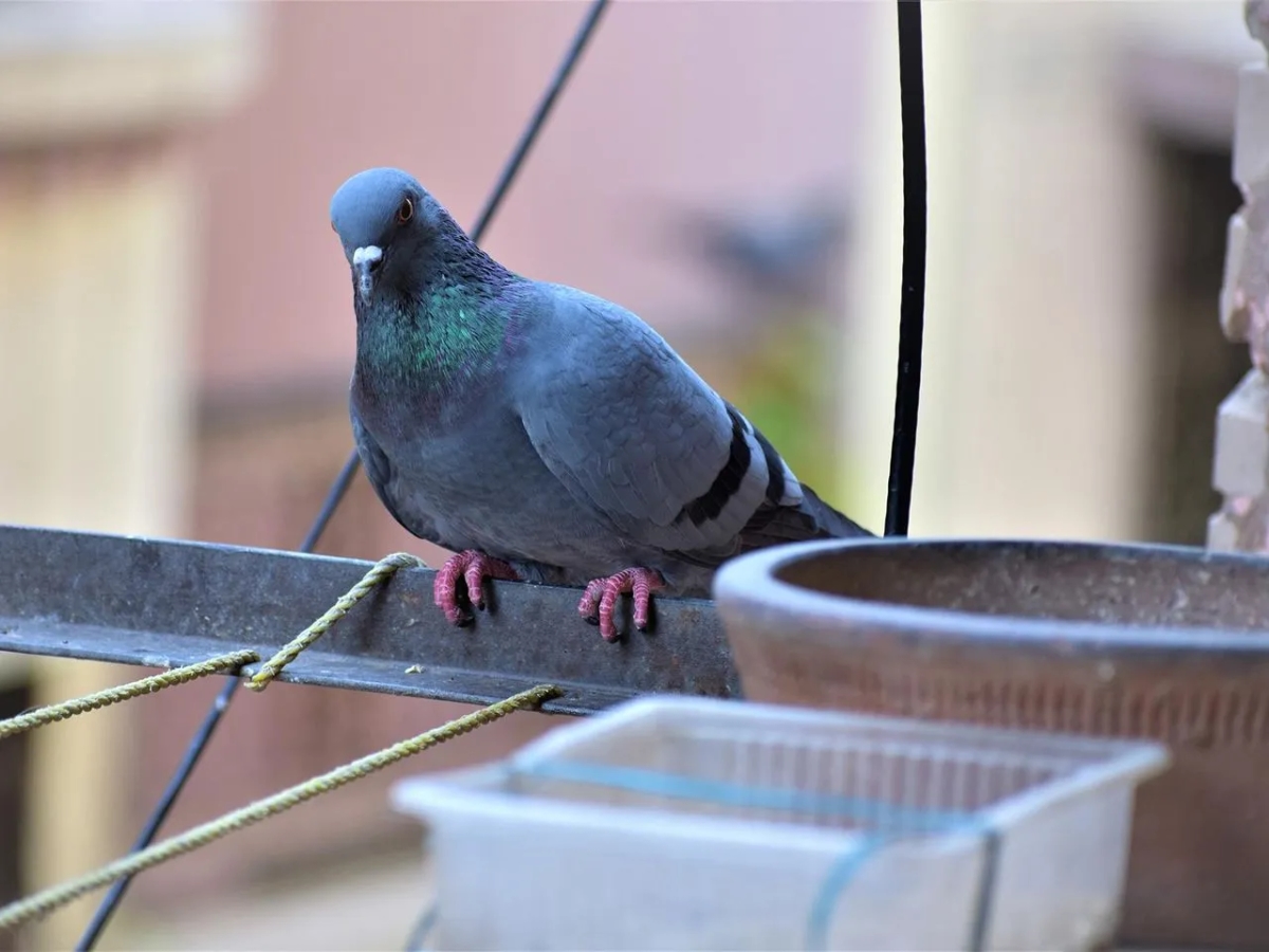 Skuteczne metody na to, co odstrasza gołębie w twoim otoczeniu