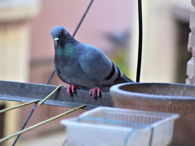 Skuteczne metody na to, co odstrasza gołębie w twoim otoczeniu