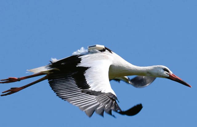 Co robią bociany w Afryce zimą? Zaskakujące zwyczaje i dieta Co robią bociany w Afryce zimą? Zaskakujące zwyczaje i dieta