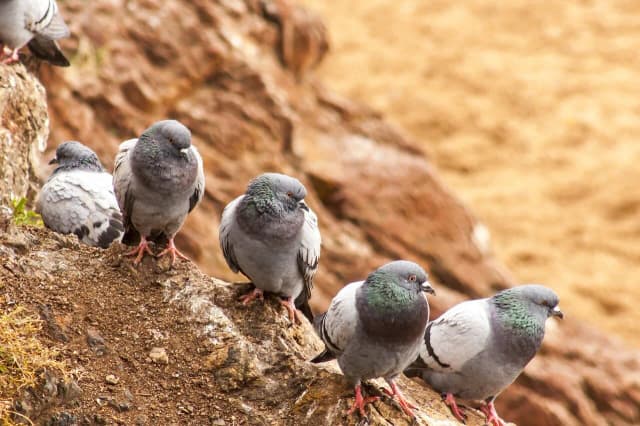 Kiedy gołębie opuszczają gniazdo? Odkryj kluczowe momenty rozwoju Kiedy gołębie opuszczają gniazdo? Odkryj kluczowe momenty rozwoju