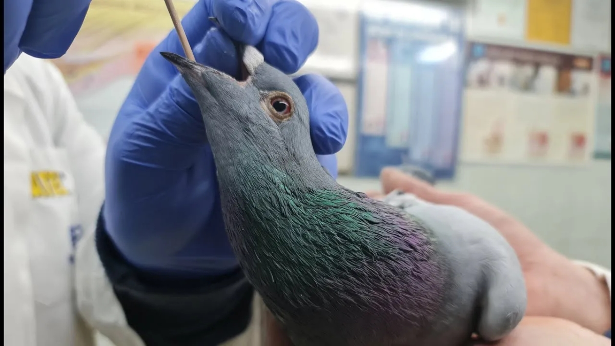 Trichonidazol dla gołębi - co leczy i jak uniknąć problemów zdrowotnych