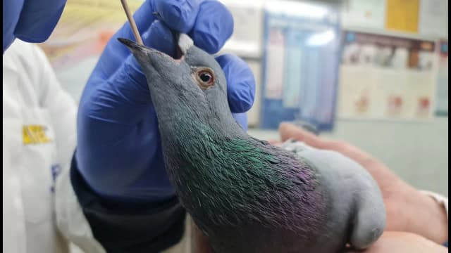 Trichonidazol dla gołębi - co leczy i jak uniknąć problemów zdrowotnych