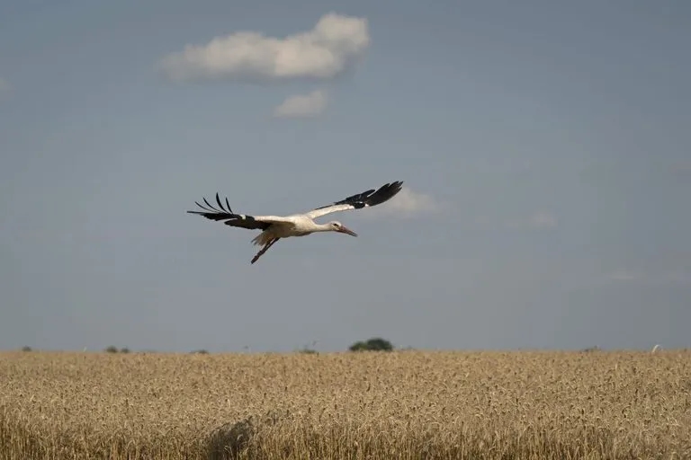Ile lecą bociany do ciepłych krajów? Czas migracji i tajemnice podróży