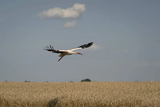 Ile lecą bociany do ciepłych krajów? Czas migracji i tajemnice podróży