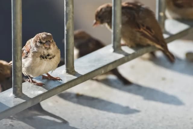 Skuteczne sposoby na odstraszenie wróbli z ogrodu bez szkody dla ptaków