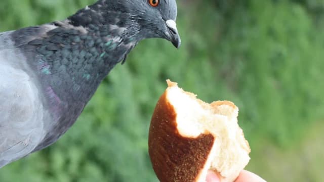 Czy ptaki mogą jeść chleb? Dowiedz się, co im szkodzi i co jeść Czy ptaki mogą jeść chleb? Dowiedz się, co im szkodzi i co jeść