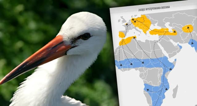Dlaczego bociany przylatują do Polski? Odkryj ich tajemnice gniazdowania