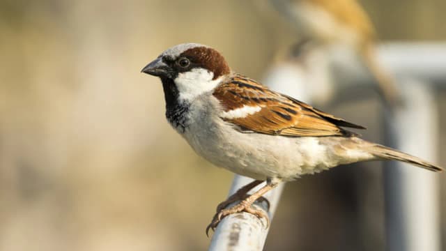 Dlaczego nie ma wróbli? Oto zaskakujące przyczyny ich znikania Dlaczego nie ma wróbli? Oto zaskakujące przyczyny ich znikania