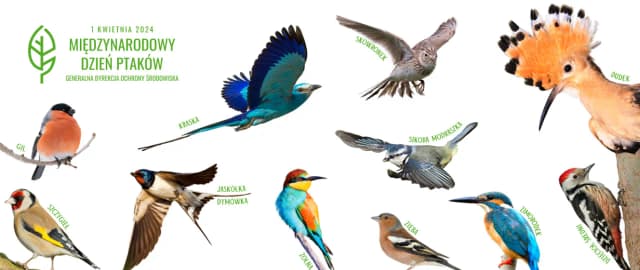 Ile jest gatunków ptaków na świecie? Zaskakujące fakty i liczby Ile jest gatunków ptaków na świecie? Zaskakujące fakty i liczby