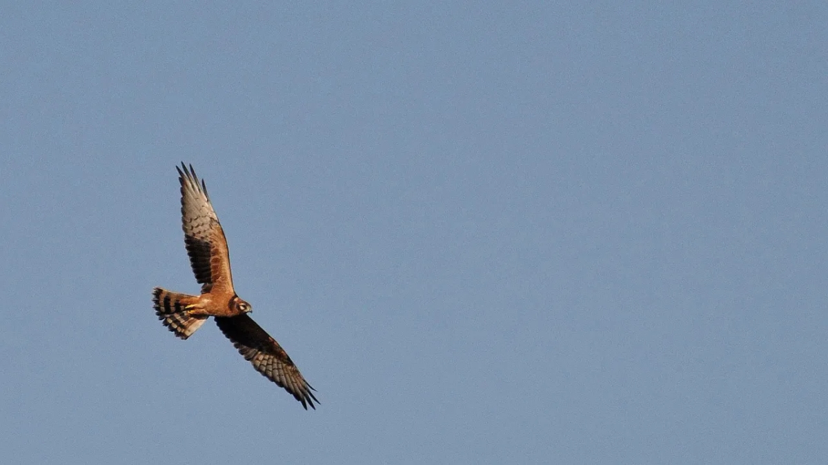 Ile gatunków ptaków żyje w Polsce? Zaskakujące liczby i fakty