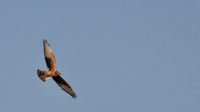 Ile gatunków ptaków żyje w Polsce? Zaskakujące liczby i fakty