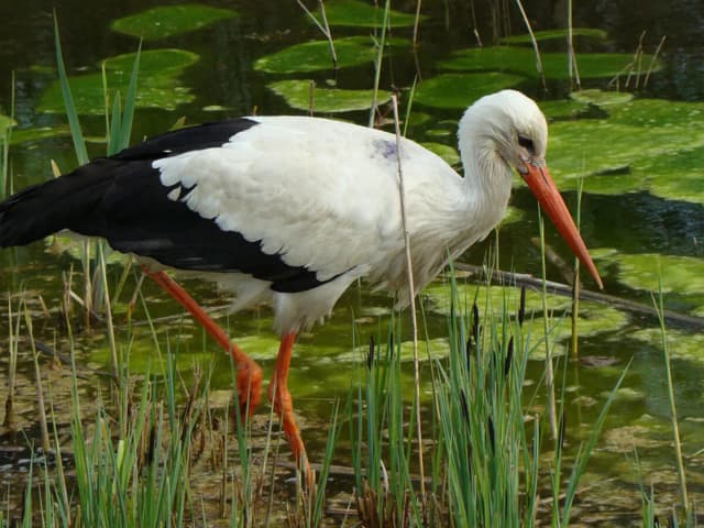 Jak śpi bocian? Zaskakujące fakty o jego niezwykłych nawykach Jak śpi bocian? Zaskakujące fakty o jego niezwykłych nawykach