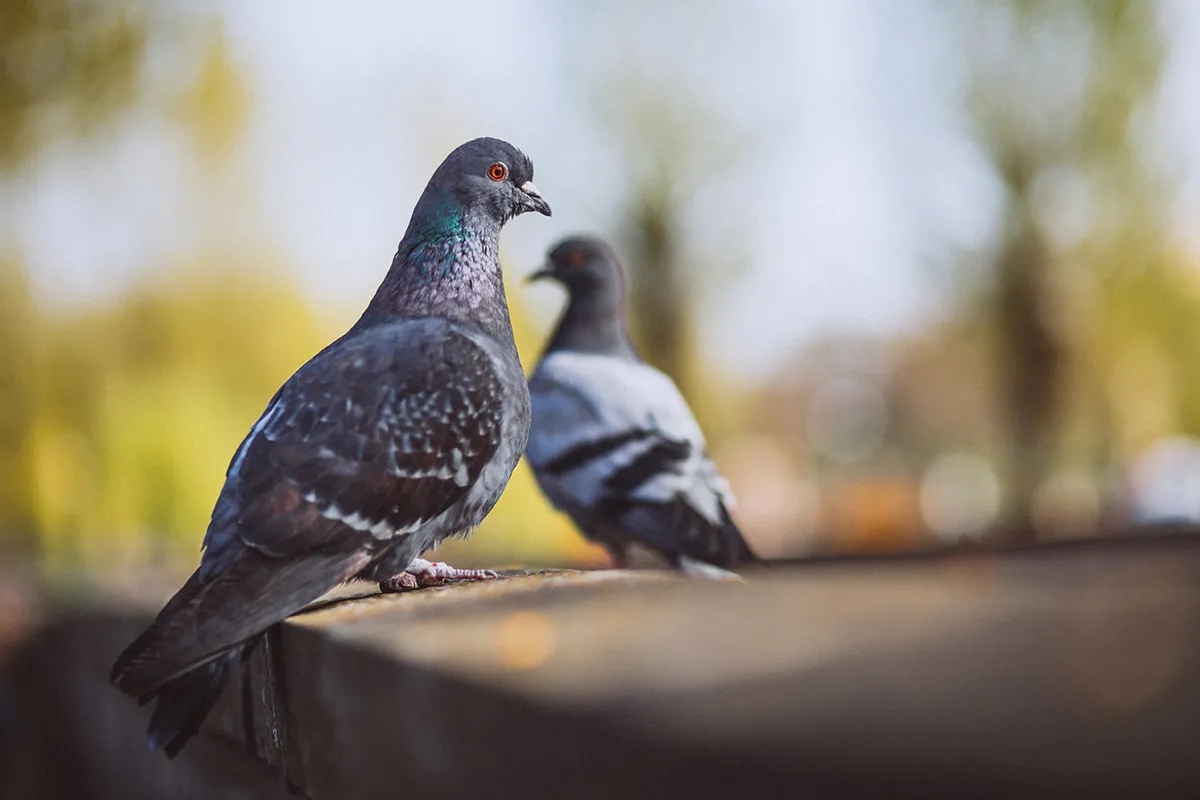 Skuteczne sposoby na pozbycie się gołębi z parapetu bez szkody dla ptaków