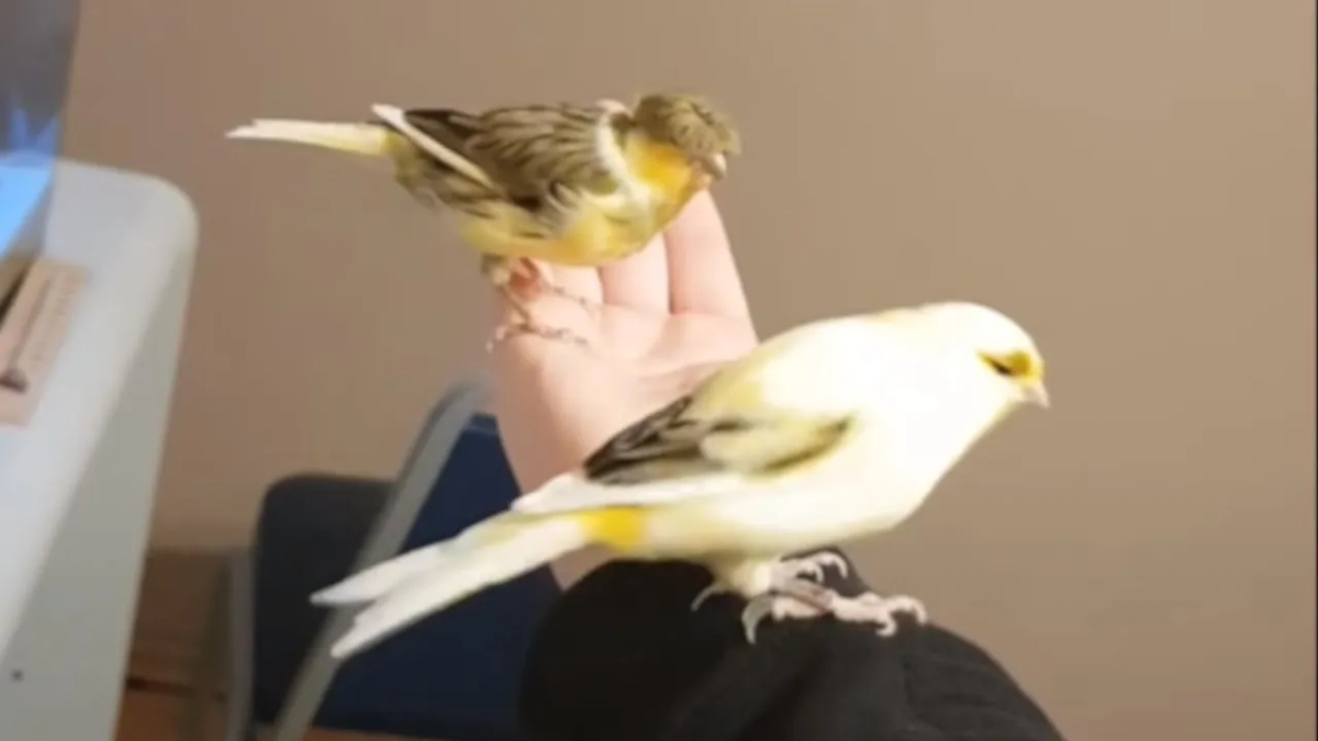 Jak nauczyć kanarka siadać na rękę - proste sposoby na oswojenie ptaka