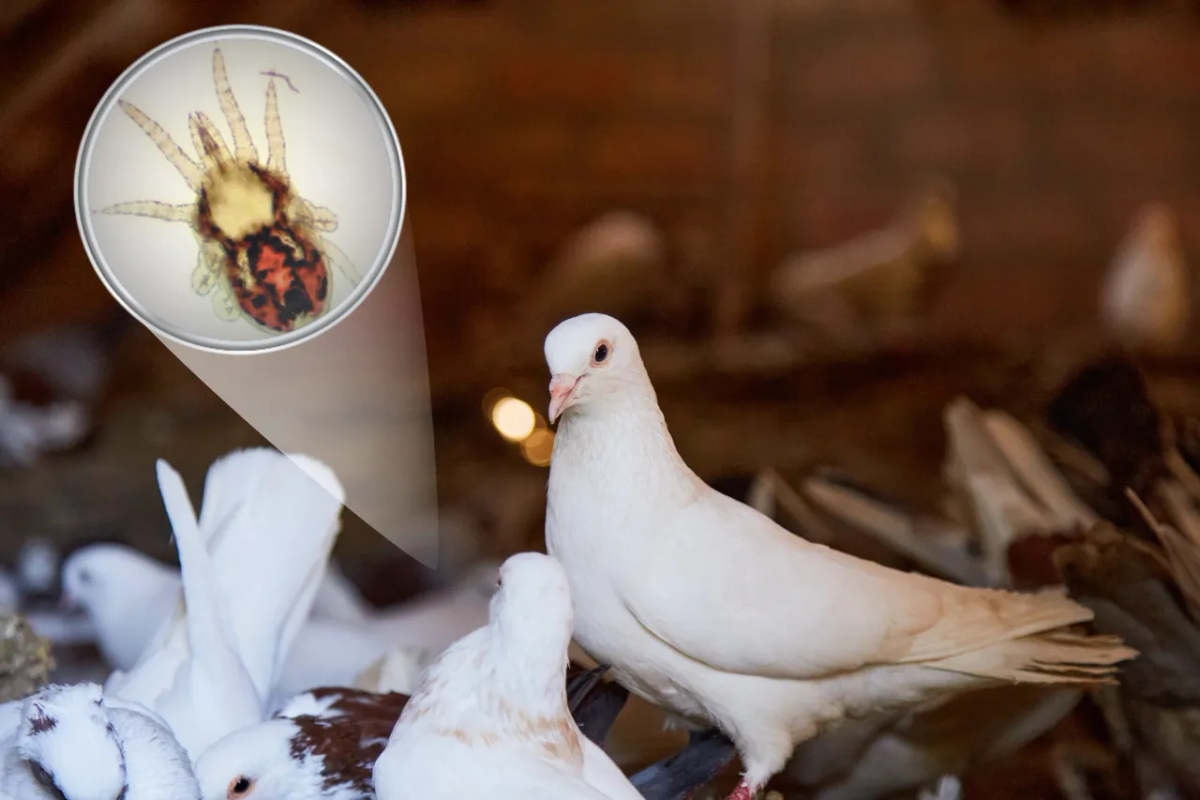Czym odrobaczać gołębie, aby skutecznie zwalczyć pasożyty?