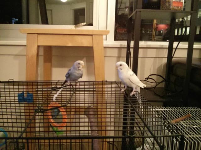 Jak sprawić, żeby papuga nie krzyczała rano i nie budziła cię Jak sprawić, żeby papuga nie krzyczała rano i nie budziła cię