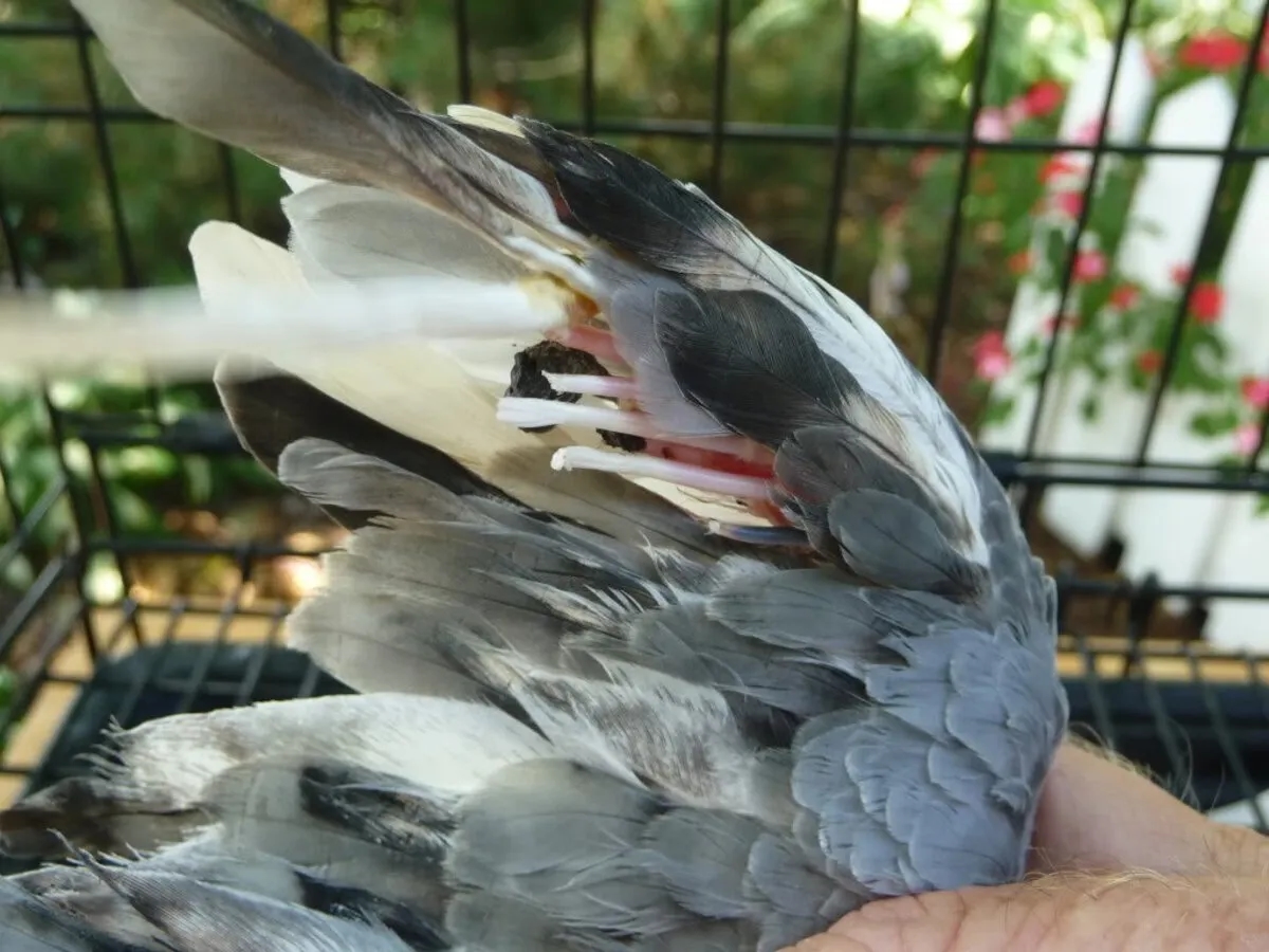 Robaki u gołębi objawy: Jak rozpoznać zagrożenie dla zdrowia ptaków