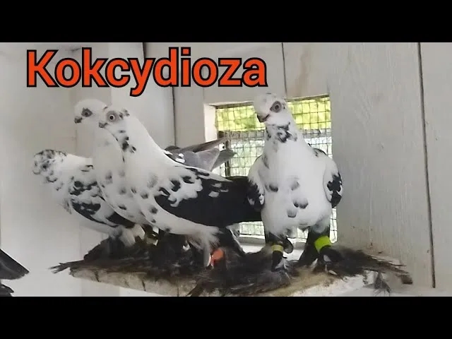 Jak wygląda kokcydioza u gołębi? Objawy, które mogą zaniepokoić
