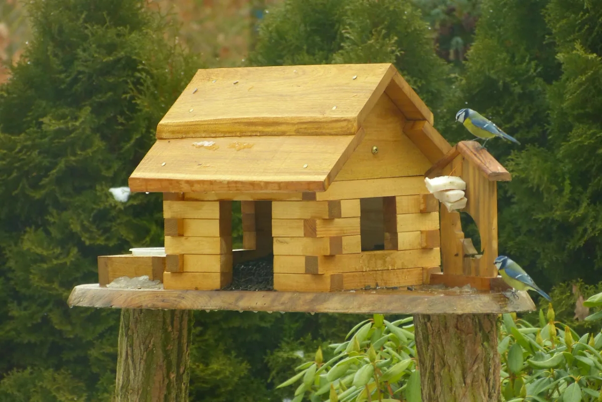 Dlaczego dokarmiamy ptaki zimą? Kluczowe powody dla ich przetrwania