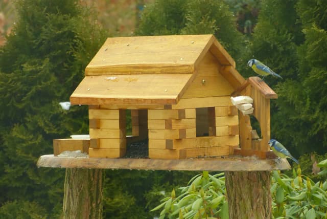 Dlaczego dokarmiamy ptaki zimą? Kluczowe powody dla ich przetrwania