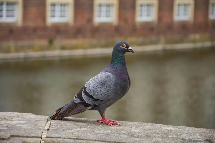 Ile żyje gołąb pocztowy? Zaskakujące fakty o ich długości życia