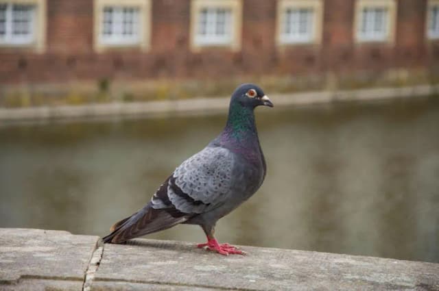 Ile żyje gołąb pocztowy? Zaskakujące fakty o ich długości życia