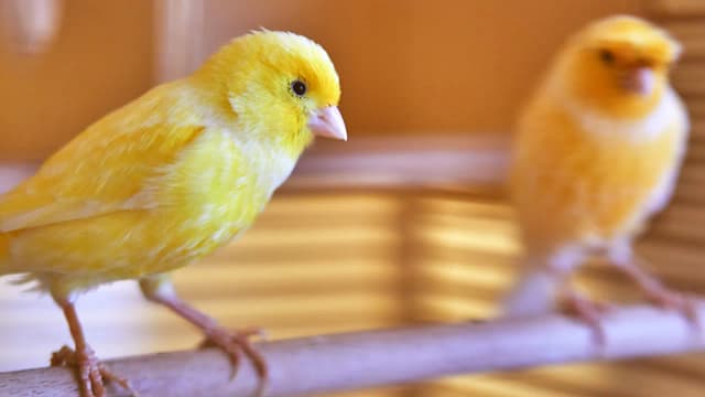 Jak zachęcić kanarka do śpiewania? Sprawdzone sposoby na sukces