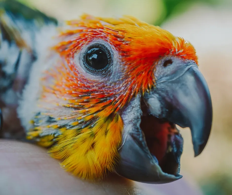 Gdzie kupić papugę? Kluczowe wskazówki, by uniknąć błędów