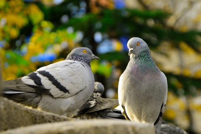 Ile lat żyje gołąb? Poznaj czynniki wpływające na jego długość życia Ile lat żyje gołąb? Poznaj czynniki wpływające na jego długość życia